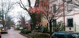 Verrückt: Blumen blühen zu Weihnachten