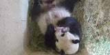 Panda Babys Zwillinge