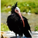 Ganz Österreich sucht Waldrappdame "Gonzo"