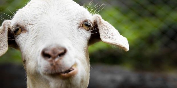 26-Jähriger hat Sex mit einer Ziege
