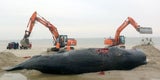 Acht tote Pottwale an deutscher Nordseeküste