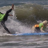 "Bruno" siegt bei Hundesurfcontest