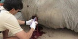Tapferer Elefant überlebt Kopfschuss