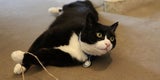 Palmerston