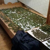 Cannabis "erschnüffelt"