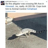 Alligator spazierte durch New York