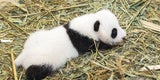 Panda-Zwillinge wachsen kräftig