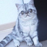 Scaredy Cat