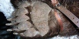 Austro-Bär M13 betäubt und eingefangen