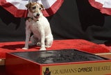 Uggie verewigt am "Walk of Fame"