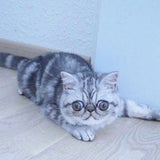 Scaredy Cat