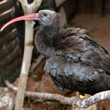 Ganz Österreich sucht Waldrappdame "Gonzo"