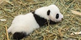 Panda-Zwillinge