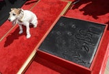 Uggie verewigt am "Walk of Fame"