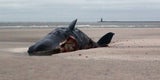 Acht tote Pottwale an deutscher Nordseeküste