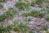 Die 8-Grad-Regel: Ab wann darf man den Rasen wieder mähen?