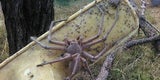 Mega-Spinne schockt das ganze Netz