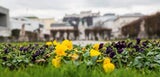 Verrückt: Blumen blühen zu Weihnachten