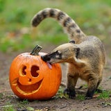 Tierisches Halloween im Zoo Schönbrunn