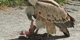 "Gundi" in Sicherheit