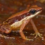 Allobates amissibilis