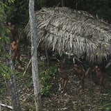 Indios ohne Kontakt zur Zivilisation entdeckt