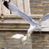 Attacke auf Friedens-Tauben des Papstes