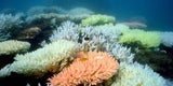Great Barrier Reef / Korallenriff