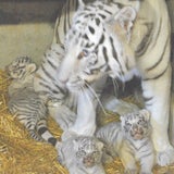 Vier weiße Tiger-Babys in NÖ