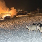 Brand vernichtet Stall: Tiere gerettet