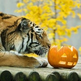 Tierisches Halloween im Zoo Schönbrunn