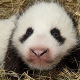 Schönbrunner Pandababy kann schon sehen