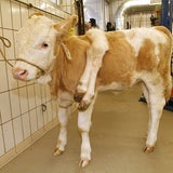 Sechsbeiniges Kalb "Lilli" nach OP in Österreich