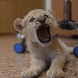 Das ist der erste Liliger der Welt