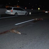 Wildschwein-Unfall auf A1