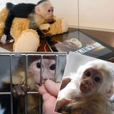 Justin Biebers Affe Mally in der Quarantänestation