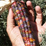 USA: Farmer züchtet Regenbogen-Mais
