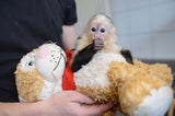 Justin Biebers Affe Mally in der Quarantänestation