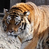 Tödliche Tiger-Attacke in Köln
