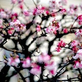Frühling in Salzburg