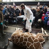 Giraffe "Marius" wurde wegen Inzuchtgefahr getötet