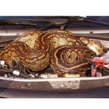 Riesen-Python im Motorraum entdeckt