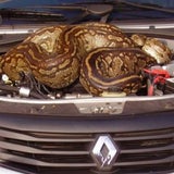 Riesen-Python im Motorraum entdeckt