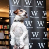 "Uggie" aus "The Artist": Tierische Biographie