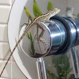 Tierische Mitbewohner