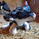 Kalb mit zwei Köpfen geboren