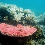 Great Barrier