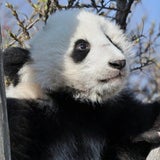 So süß tollt Fu Bao im Gehege herum