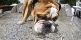 Super-Sommer: 37-Grad-Marke geknackt!