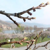 Rekord-Frühling startet früh wie nie